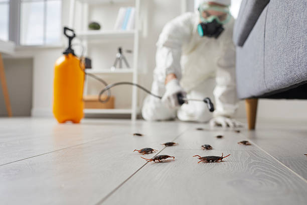 Commercial Rodent Management in Eureka